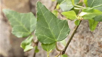 Hedera helix (GS585282.jpg)