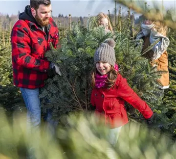 Weihnachtsbaum mit der Familie aussuchen (GS585669.jpg)