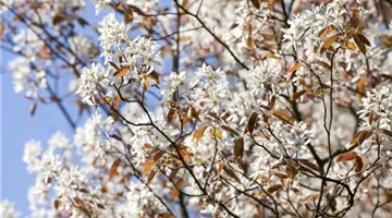 Amelanchier (GS514385.jpg)