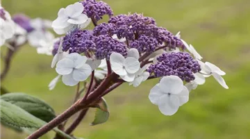 Hydrangea aspera 'Macrophylla' (GS502298.jpg)