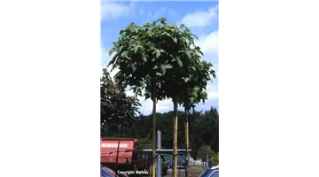 Liquidambar styraciflua ’Gumball'.jpg