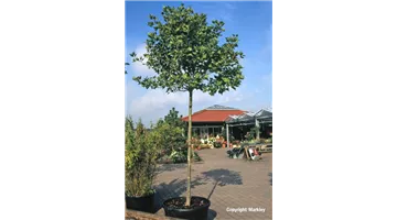 Platanus hispanica 'Alphen's Globe'.jpg