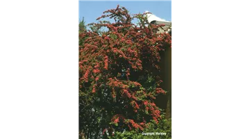 Crataegus laevigata 'Paul's Scarlet'.jpg