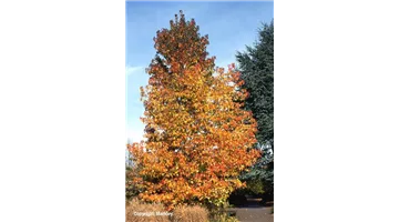 Liquidambar styraciflua1.jpg