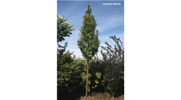 Carpinus betulus 'Fastigiata'.jpg