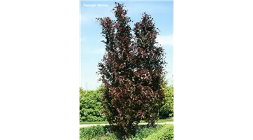 Fagus sylvatica 'Dawyck Purple'.jpg