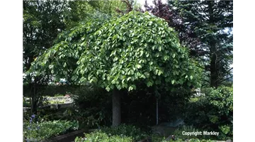 Ulmus glabra 'Pendula'.jpg