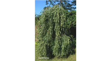 Betula pendula ‘Youngii’.jpg