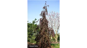 Fagus sylvatica 'Purple Fountain'.jpg