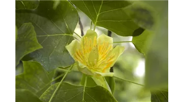 Liriodendron tulipifera (GS620355.jpg)