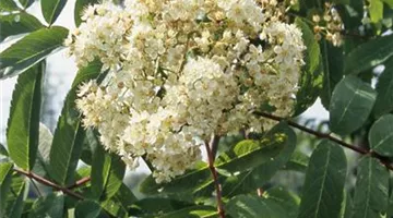 Sorbus decora.jpg