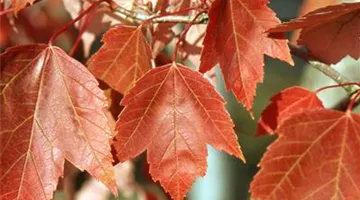 Acer rubrum.jpg