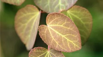 Cercidiphyllum japonicum.jpg