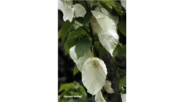 Davidia involucrata var. vilmoriniana.jpg