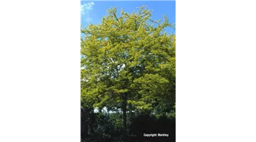 Gleditsia triacanthos 'Sunburst'.jpg