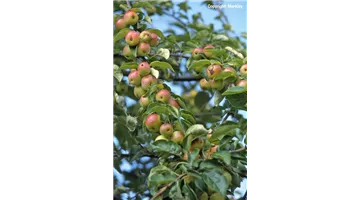 Malus 'Evereste®'.jpg