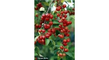 Malus 'Red Sentinel'.jpg