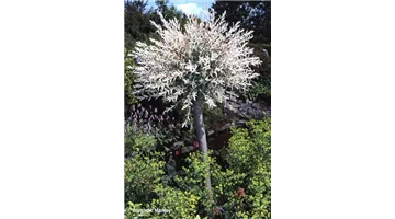 Salix integra 'Hakuro Nishiki'.jpg