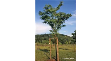 Zelkova serrata 'Green Vase'.jpg