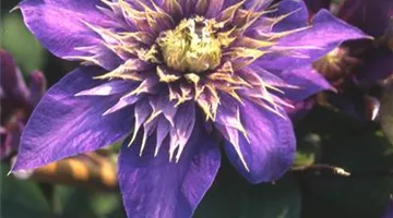 Clematis 'Multiblue'.jpg