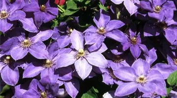 Clematis 'Jackmanii'.jpg