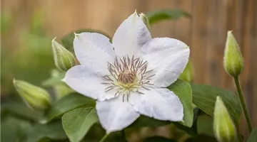 Clematis 'Valge Daam' (GS424632.jpg)