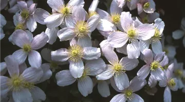 Clematis montana 'Rubens'.jpg