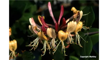 Lonicera heckrottii.jpg