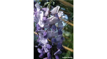 Wisteria sinensis2.jpg