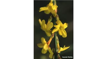 Jasminum nudiflorum.jpg