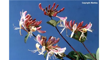 Lonicera periclymenum 'Serotina'.jpg