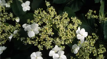 Hydrangea petiolaris2.jpg