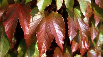 Parthenocissus tricuspidata 'Veitchii'2.jpg