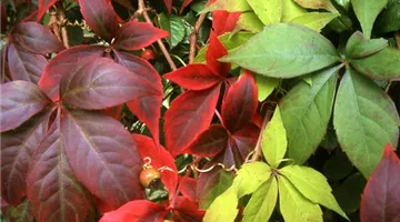 Parthenocissus quinquefolia 'Engelmannii'2.jpg