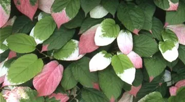 Actinidia kolomikta.jpg