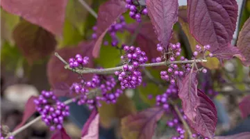 Callicarpa bodinieri var. giraldii 'Profusion' (GS428417.jpg)