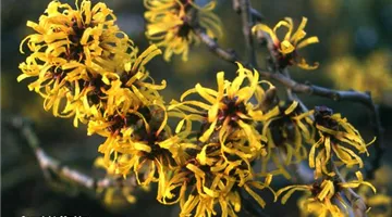 Hamamelis mollis.jpg