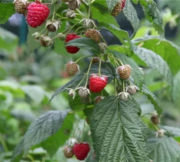 Himbeeren - Einpflanzen im Garten (1) (Himbeeren - Einpflanzen im Garten (1).jpg)