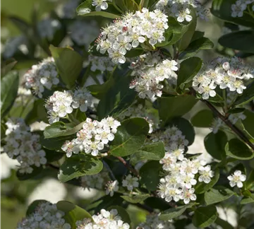 Aronia x prunifolia 'Viking' (GS588761.jpg)