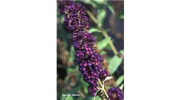 Buddleja davidii 'Black Knight'.jpg