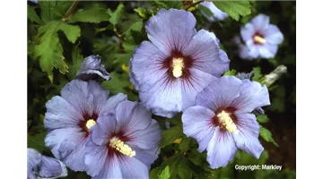 Hibiscus syriacus 'Coelestis'1.jpg