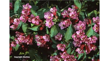 Weigela 'Bristol Ruby'.jpg