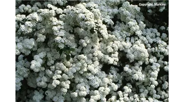 Spiraea vanhouttei.jpg