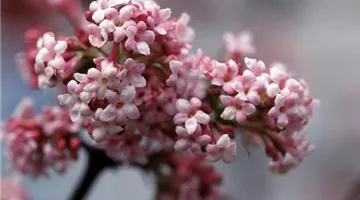 Viburnum bodnantense 'Dawn'.jpg