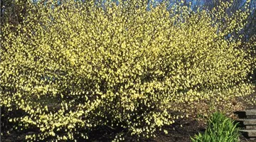 Corylopsis pauciflora.jpg