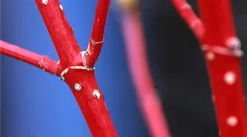 Cornus alba 'Sibirica'.jpg