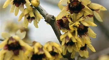 Chimonanthus praecox.jpg