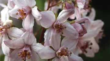 Deutzia hybrida 'Mont Rose'.jpg