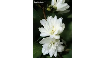 Philadelphus 'Schneesturm'.jpg