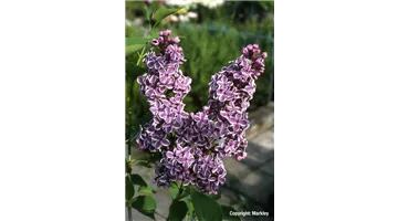 Syringa vulgaris 'Sensation'.jpg